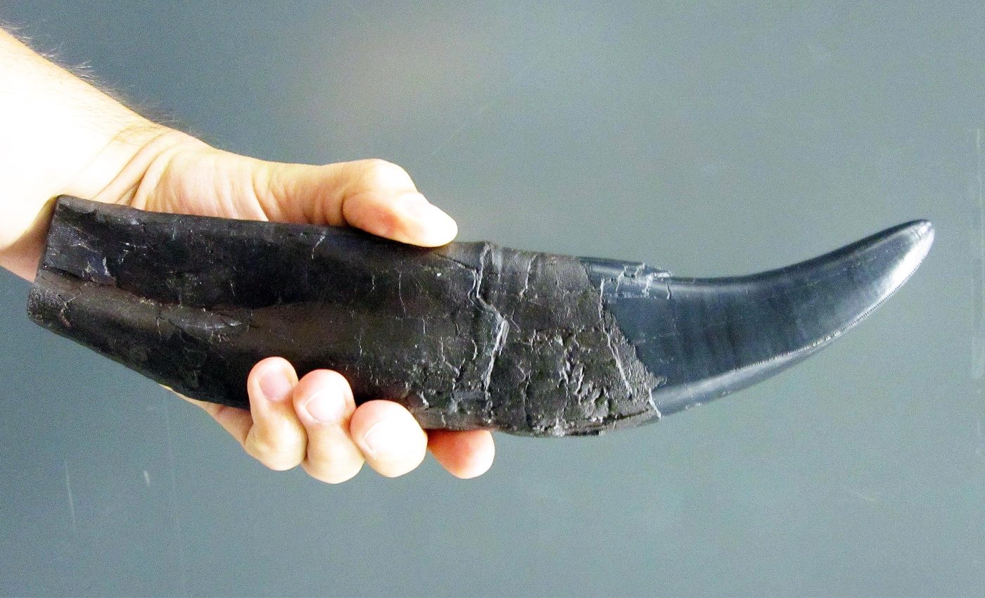 Dinosaur teeth reveal CO2 levels and climate conditions in the Jurassic Period