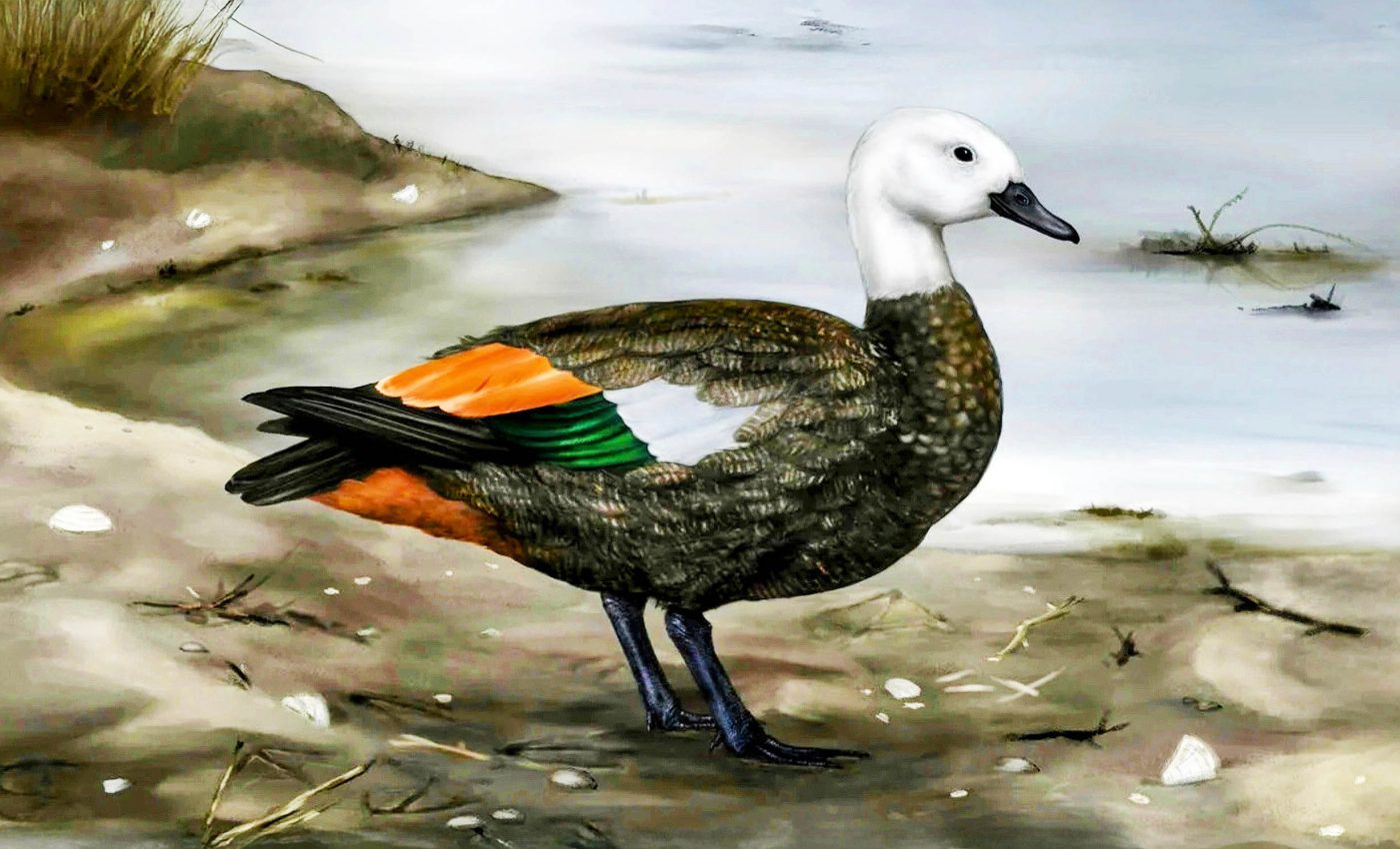 Brutal wind and the absence of predators created this strange extinct bird