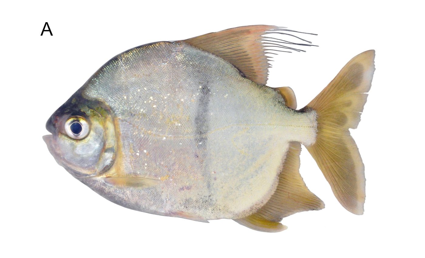 Scientists discover a new species of vegetarian piranha with human-like teeth