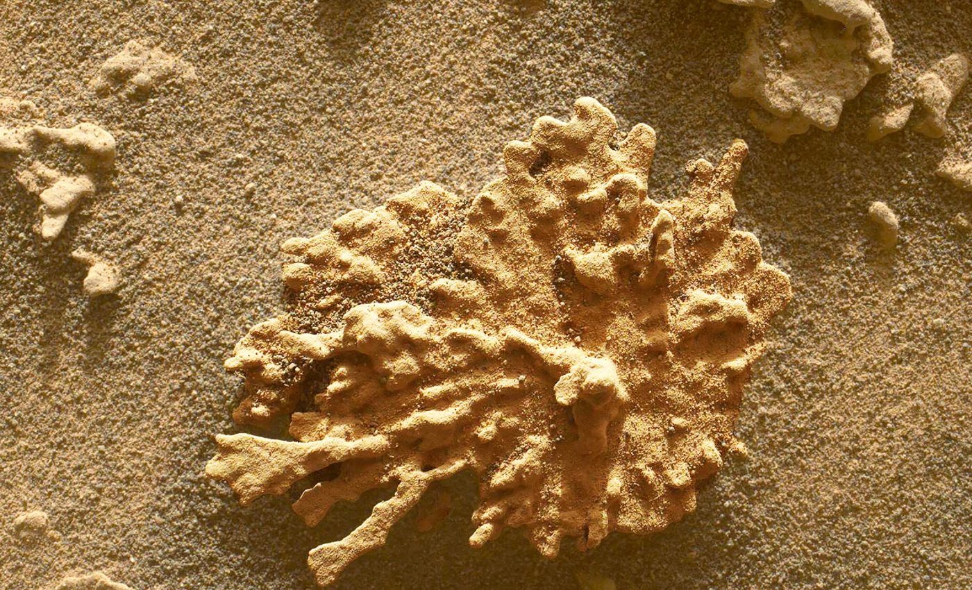 Curiosity rover celebrates 13 years on Mars by finding a rock that looks just like coral