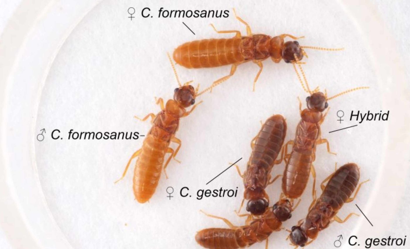 Invasive termites are interbreeding and creating a more destructive and resilient species