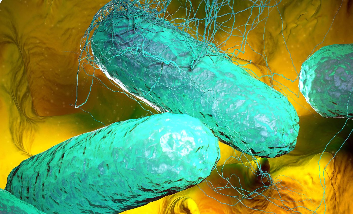 Typhoid fever is becoming immune to almost all available antibiotics