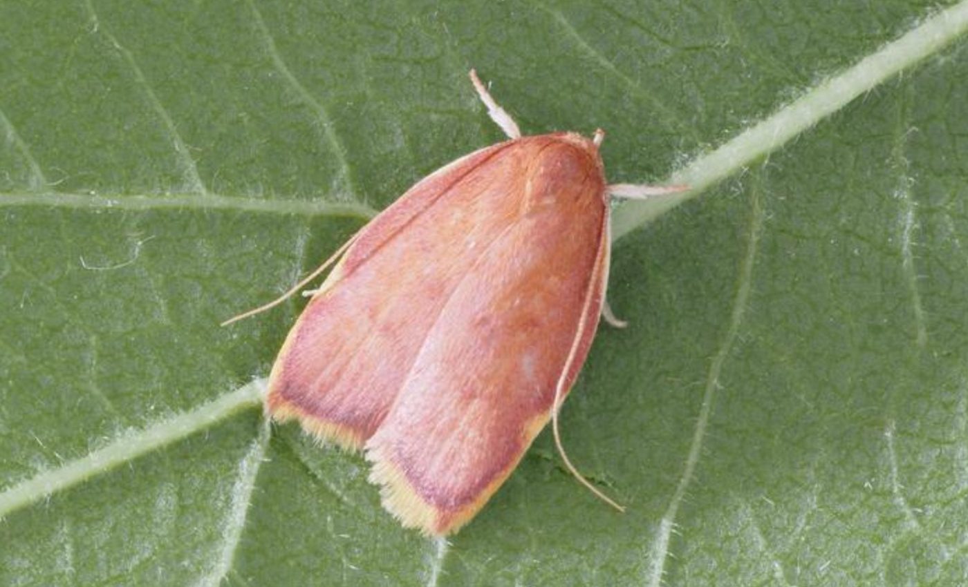 New moth species revealed after a century of mistaken identity