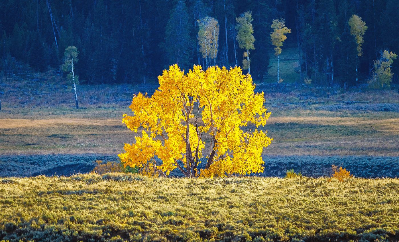 Yellowstone's aspen trees are growing again thanks to the reintroduction of wolves