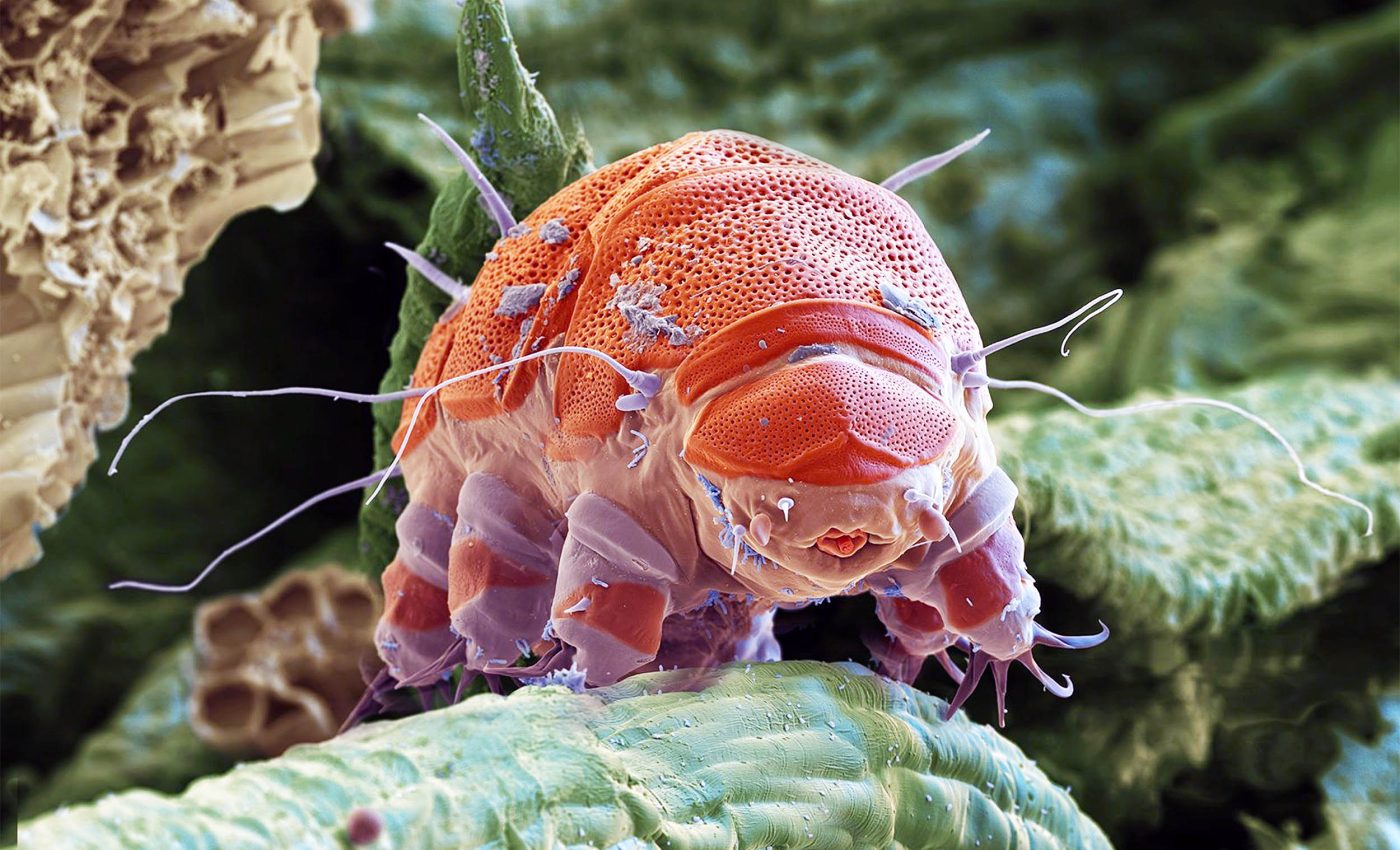 This tiny animal could help humans colonize Mars