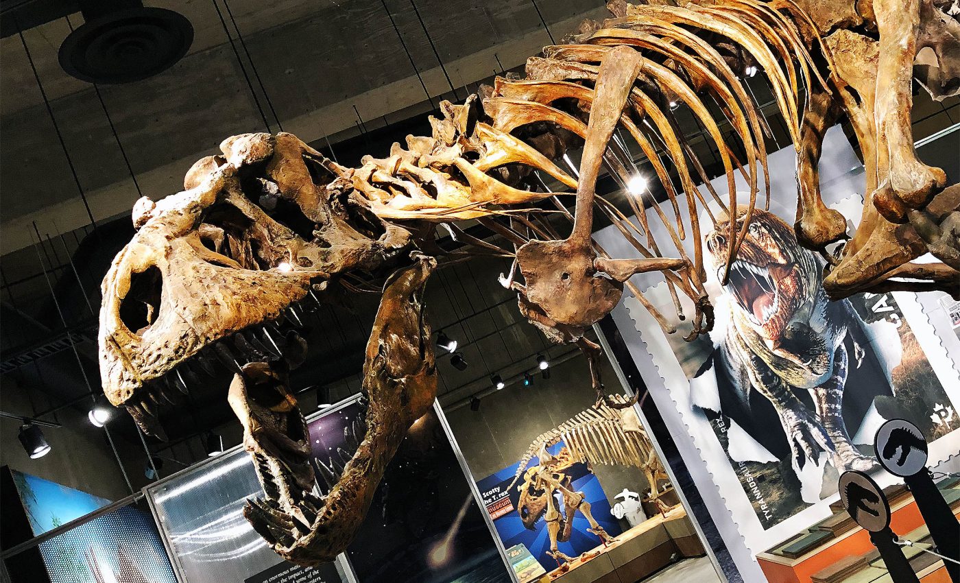 Preserved blood vessels found in bones of the world's largest T. rex