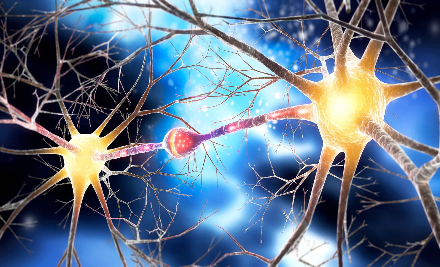 Tiny microbes affect how our brains grow before birth