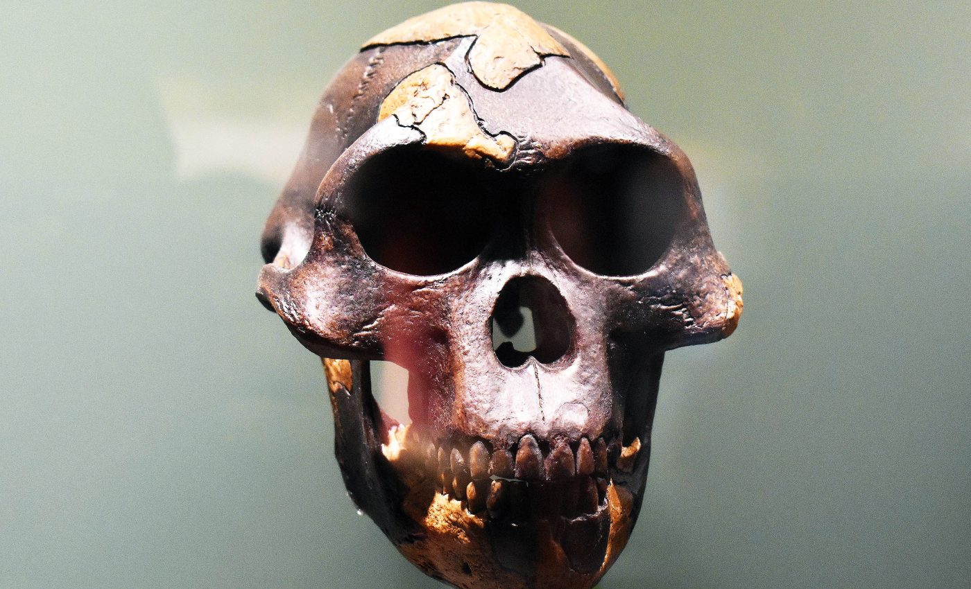 New early Homo species discovered that challenges "ape-to-human" evolution theory