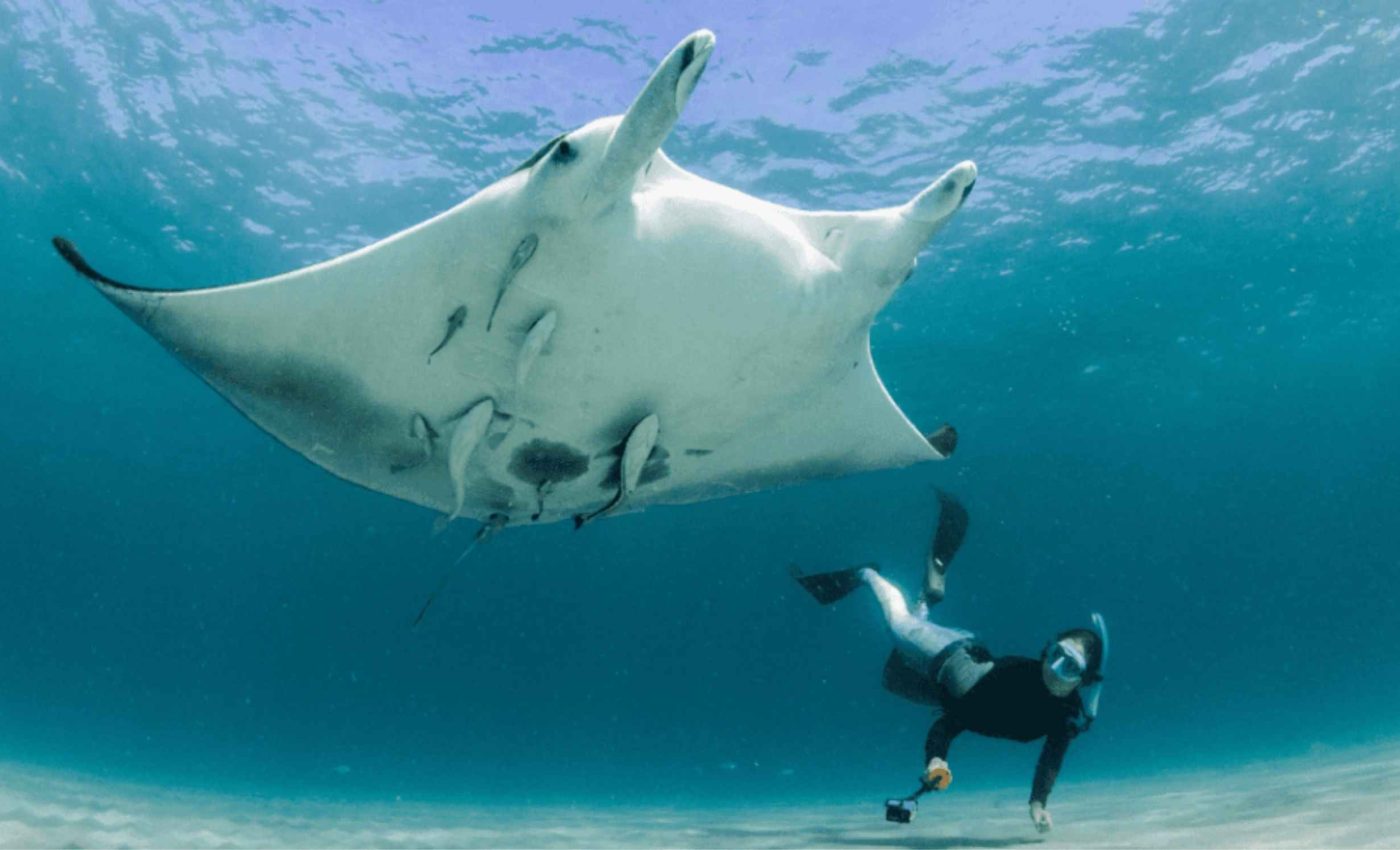 Giant 'cryptic' new sea creature discovered in the crystal clear Florida waters