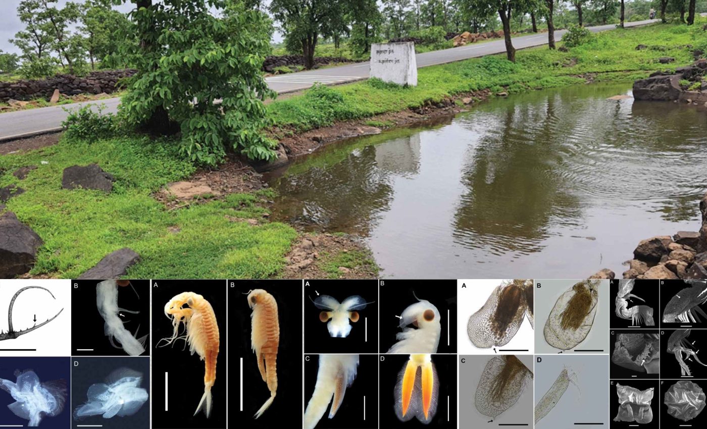 Strange new shrimp that swims upside down seen for the first time living in a pond