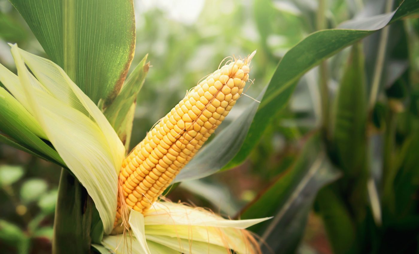 Maize plants signal neighbors when it's time to boost defenses
