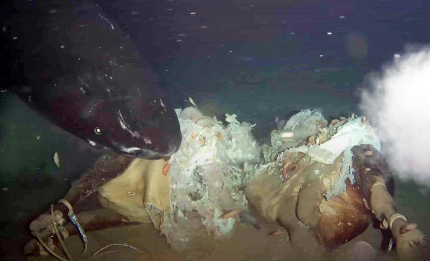 Scientists put a dead cow on the deep ocean floor and filmed something very unexpected