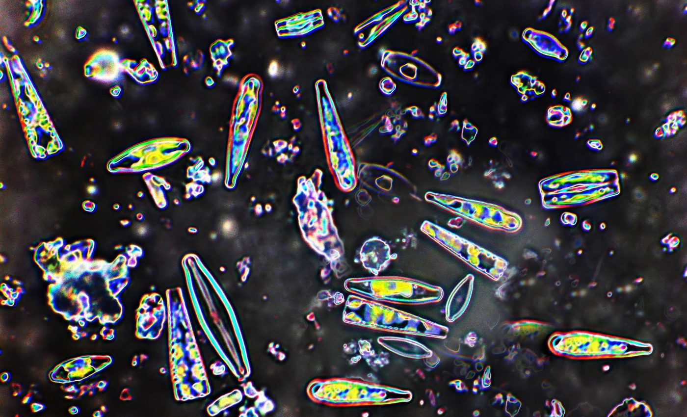 Phytoplankton changes found in Antarctic waters could impact food webs and carbon storage