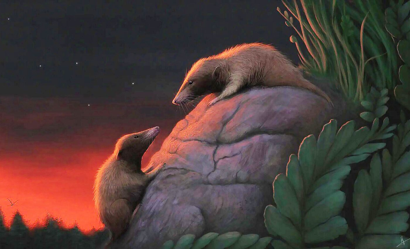 New docodontan species discovery fills in mammal evolution gaps