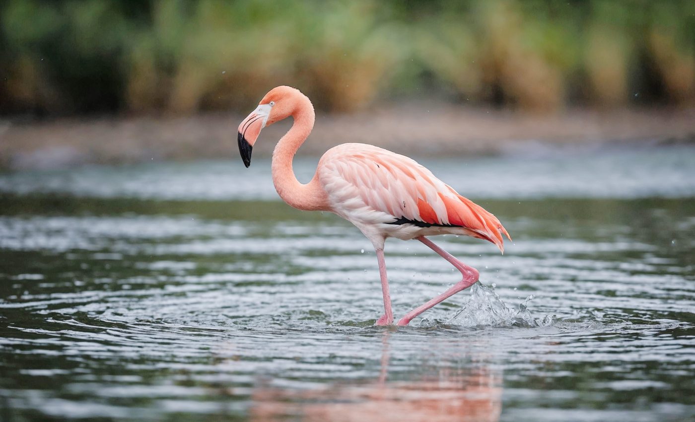What flamingos can teach us about the mysteries of aging