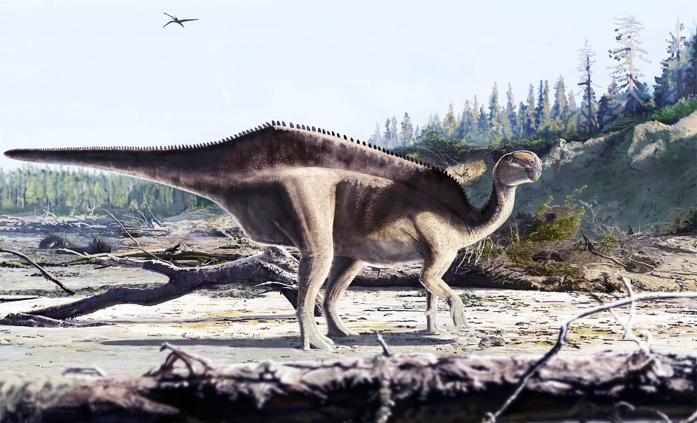 Large and unique dinosaur species discovered from bones in a basement