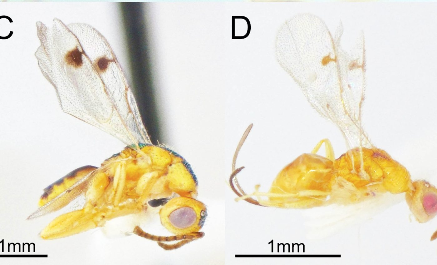 Invasive parasitic wasps quietly crossed oceans, now thriving in U.S. oak trees