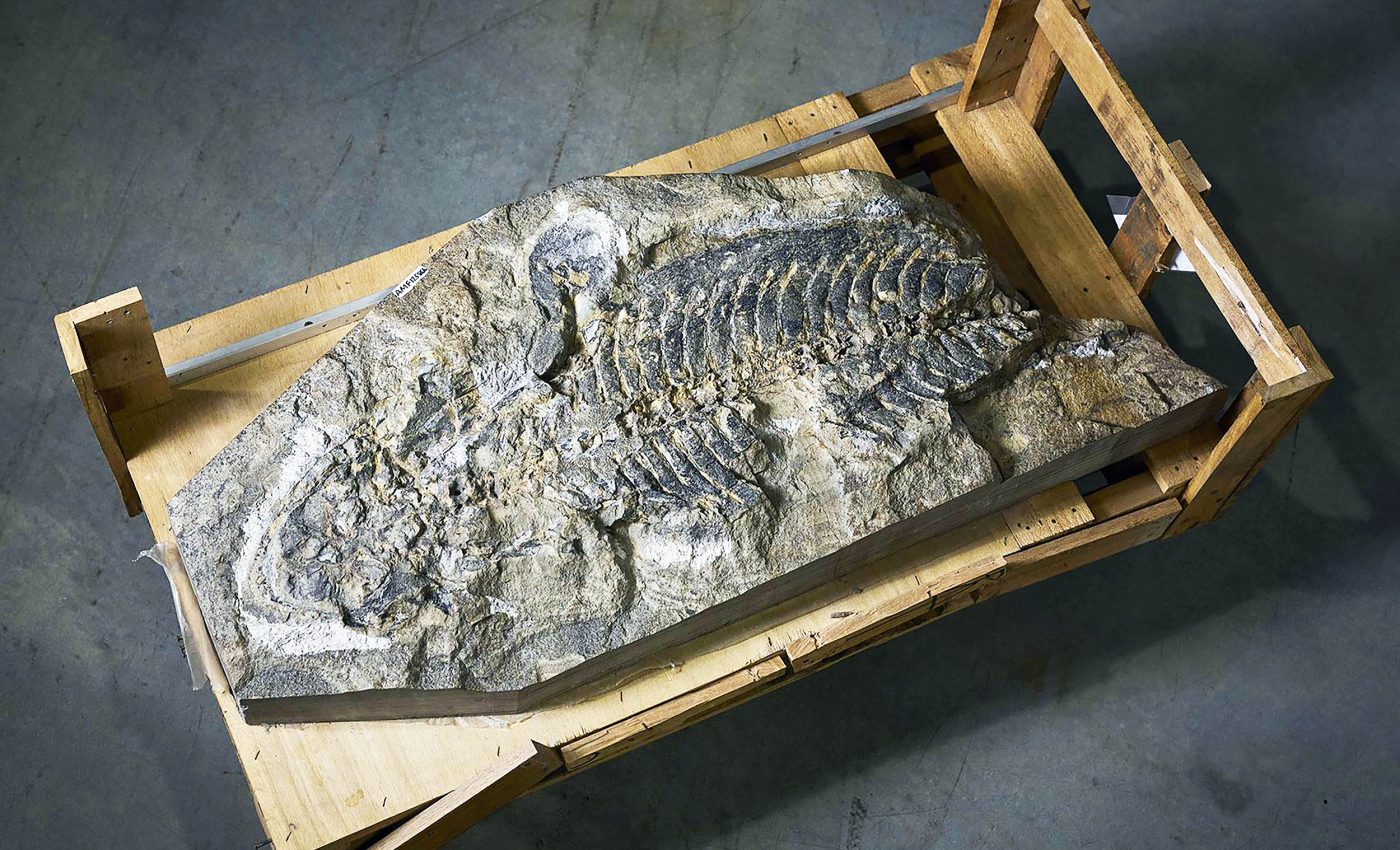 What looked like a normal wall hid a secret from 240 million years ago