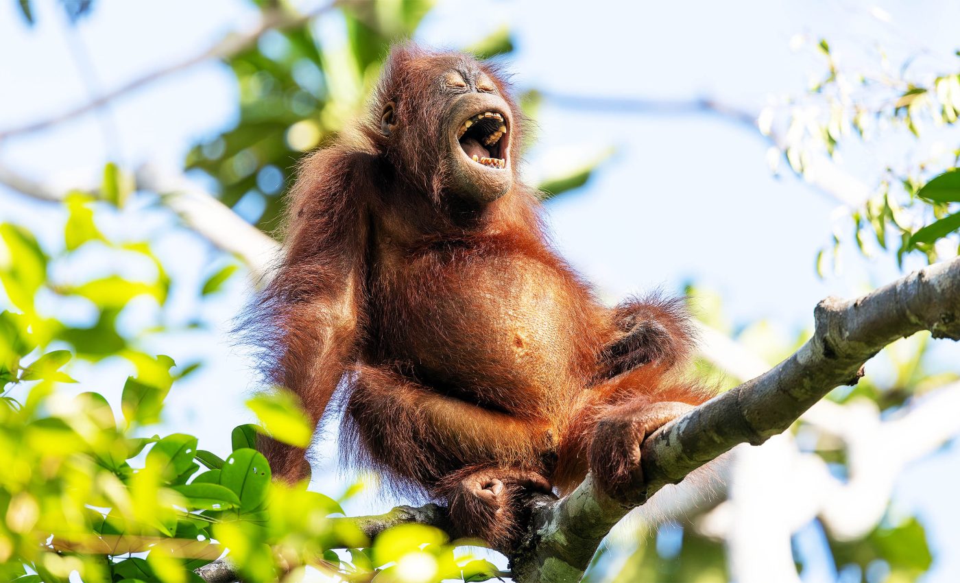 Orangutans learn to build complex tree nests by watching their mothers