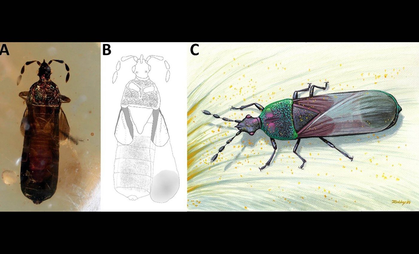 99-million-year-old bug hints that flowers once had very different pollinators
