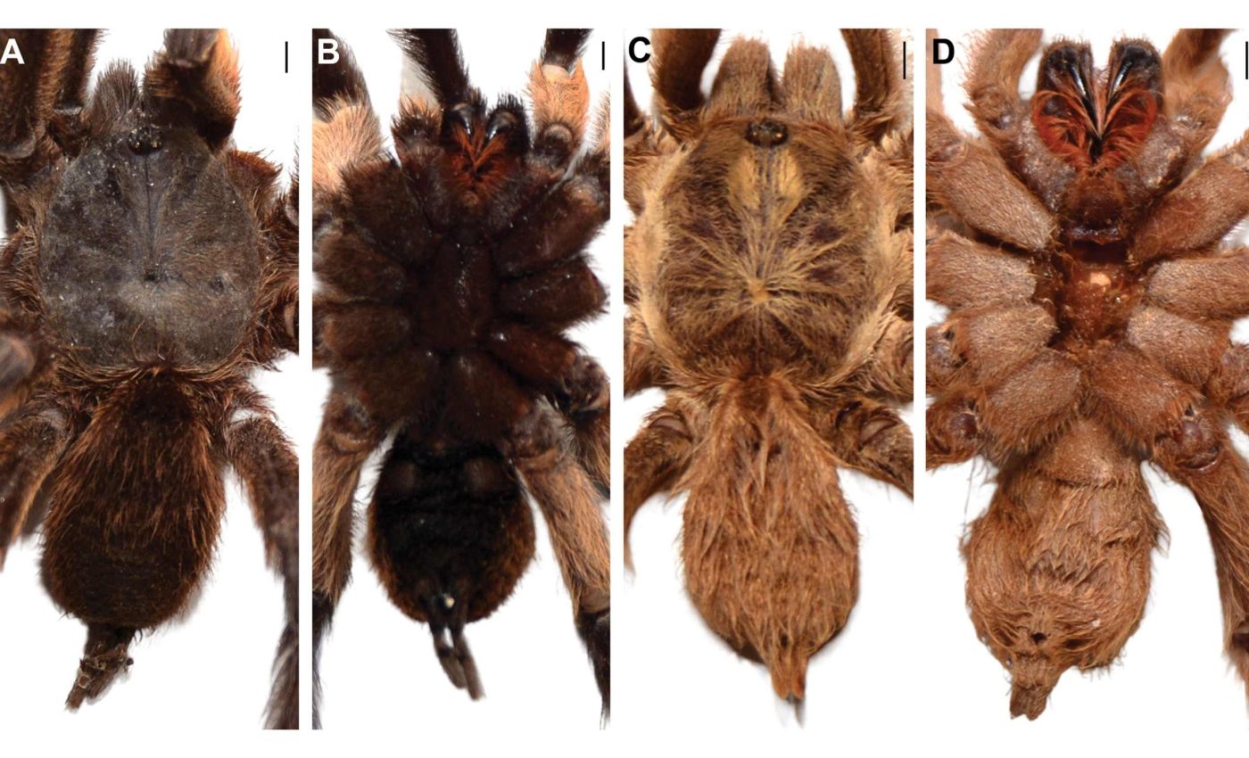 This new tarantula was named for its enormous sex organs