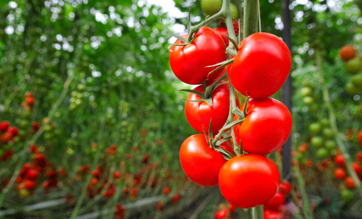 This Swiss trick makes tomatoes bear fruit much faster
