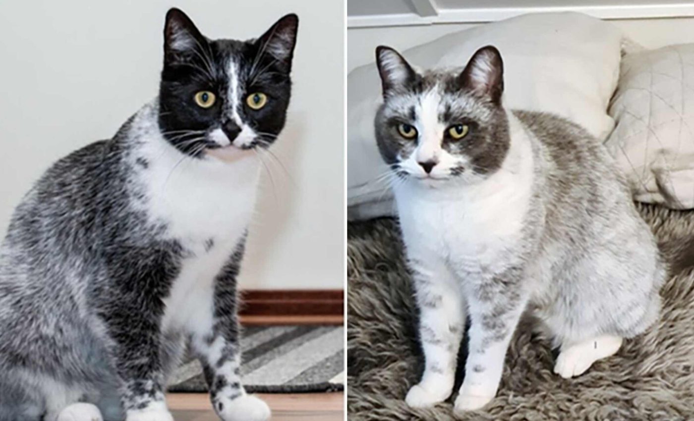 Genetic mutation in cats has given rise to a new coat color similar to salted licorice