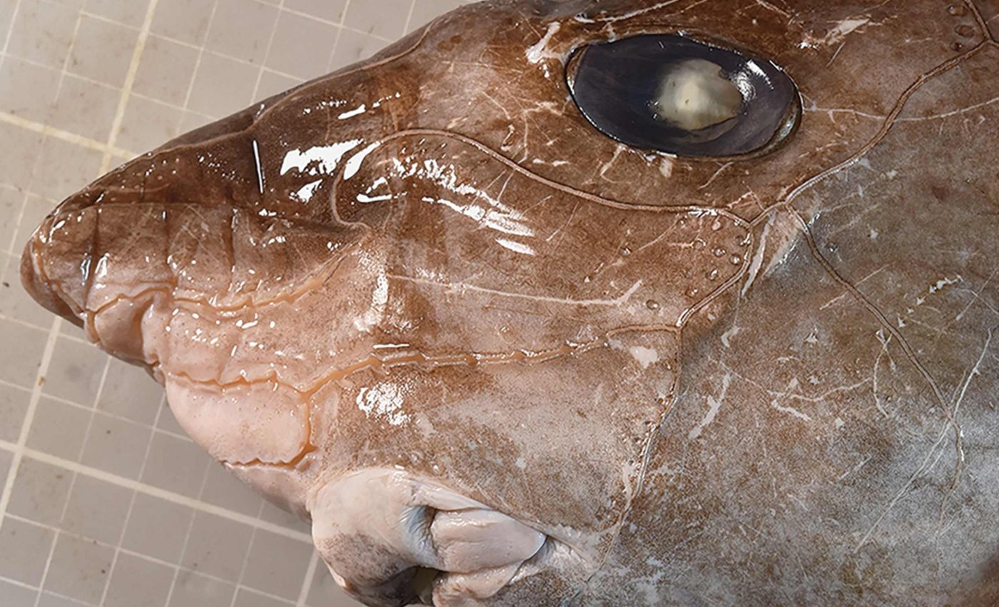 Fishermen catch a large-eyed shark never before documented in the country