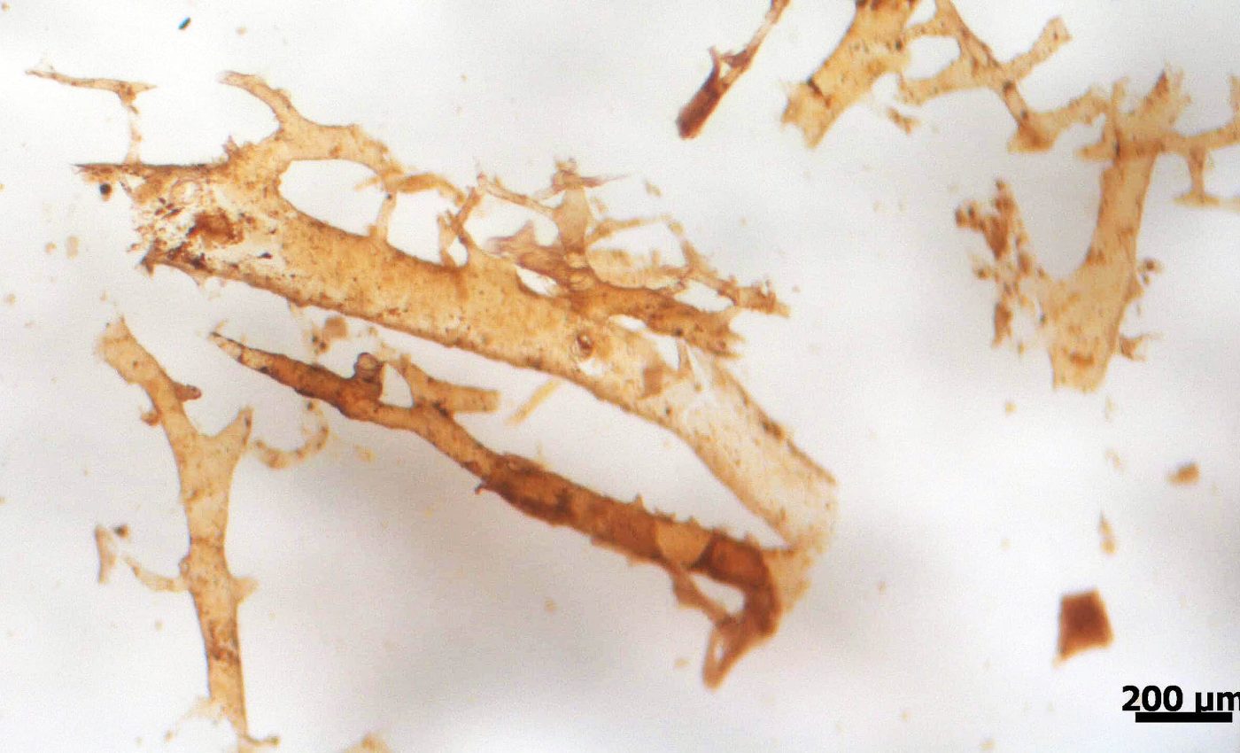 Hemoglobin and other blood molecules found preserved in dinosaur fossils