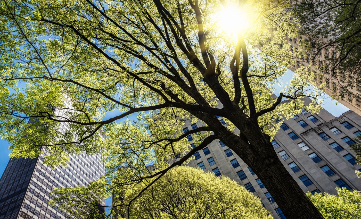 Urban trees can cool cities, but only if they get enough water