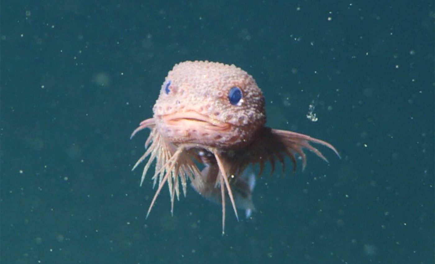 Three new species of snailfish discovered in the deep Pacific Ocean