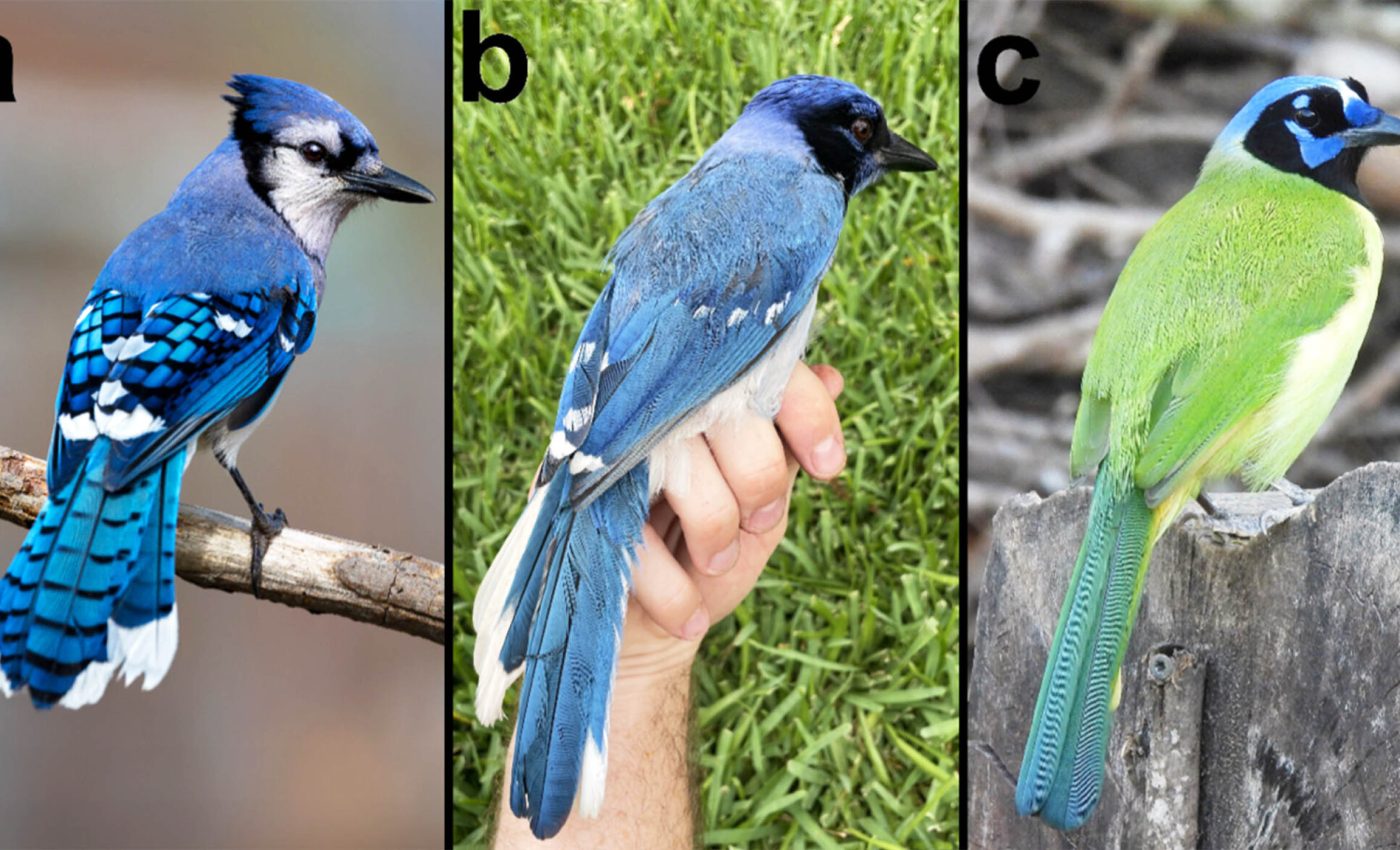 Hybrid offspring discovered of two bird species separated by 7 million years of evolution