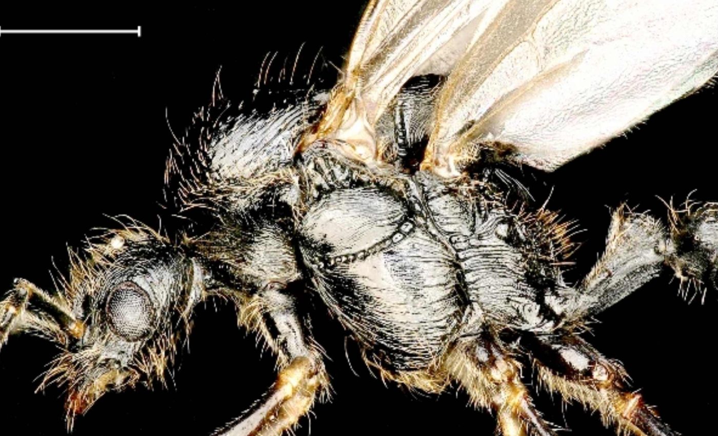 Scientists discover ant species capable of producing 'foreign' offspring