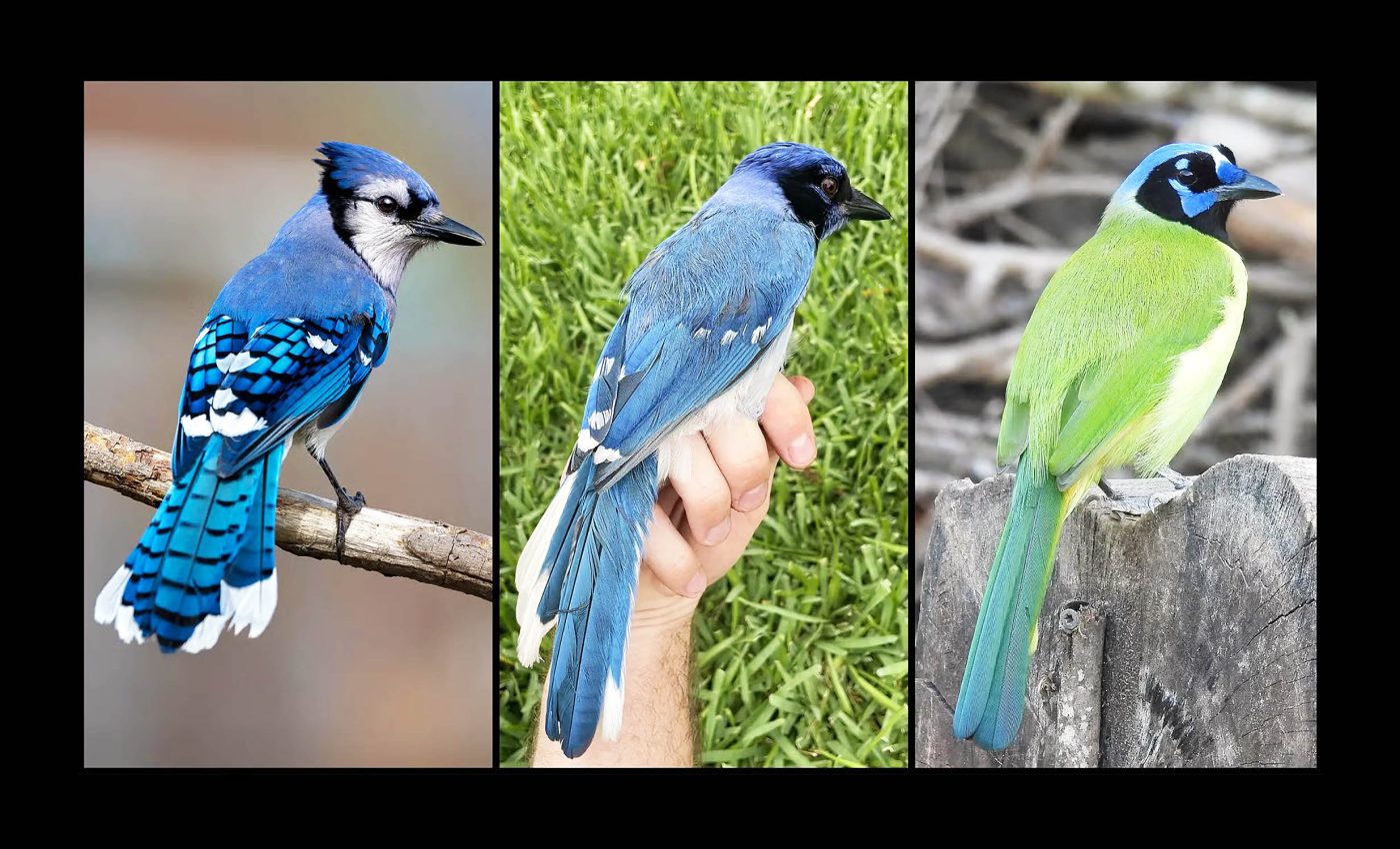 Climate change brings two jay bird species together to create a rare hybrid