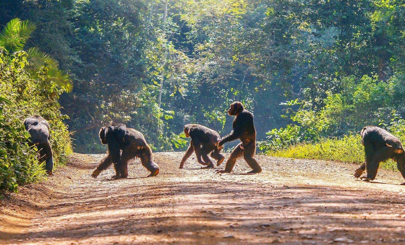 Concerning behavioral changes seen in chimps may hold clues to past and future pandemics