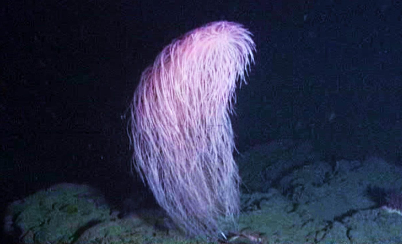 Star Wars in the sea: 'Chewbacca coral' species discovered in the deep Pacific