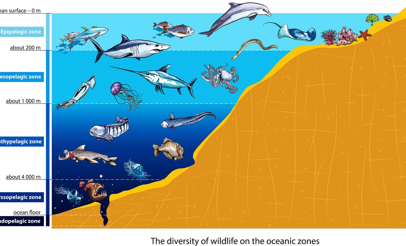 Fish that live in the ocean's 'twilight zone' are the missing links between sharks and their prey