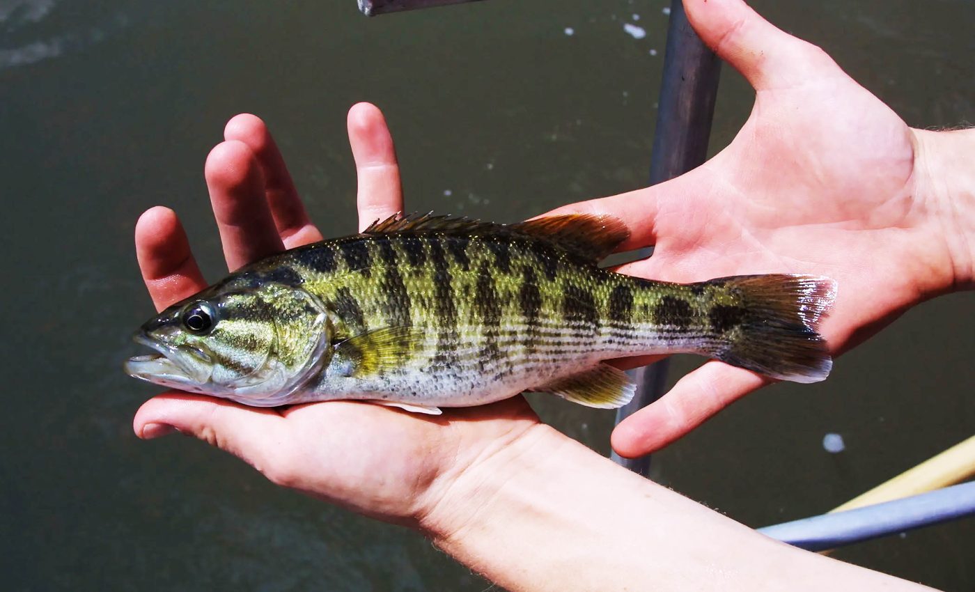 Two new species of bass fish discovered in a U.S. lake