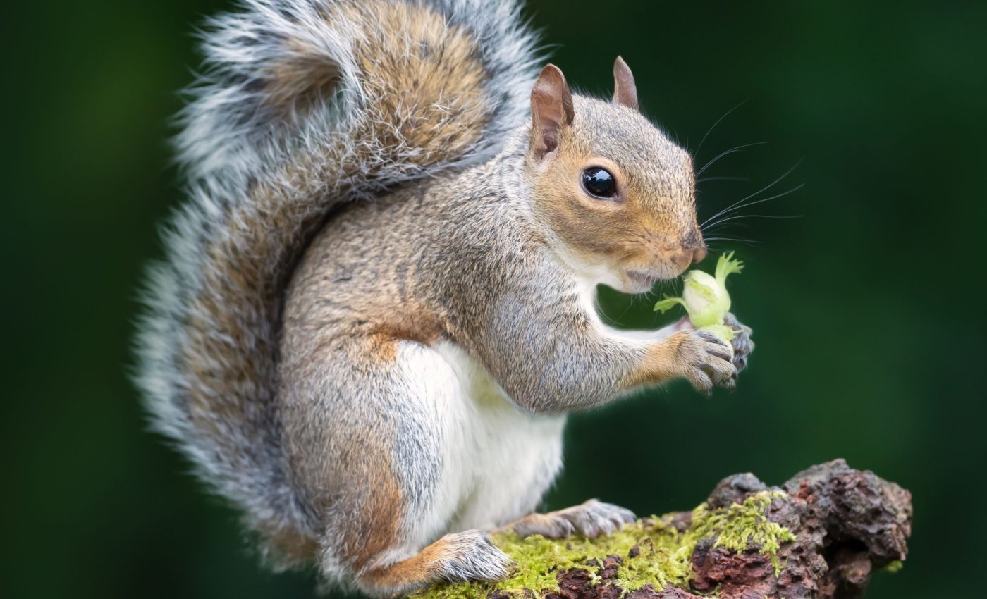 City squirrels can't think straight when humans are nearby
