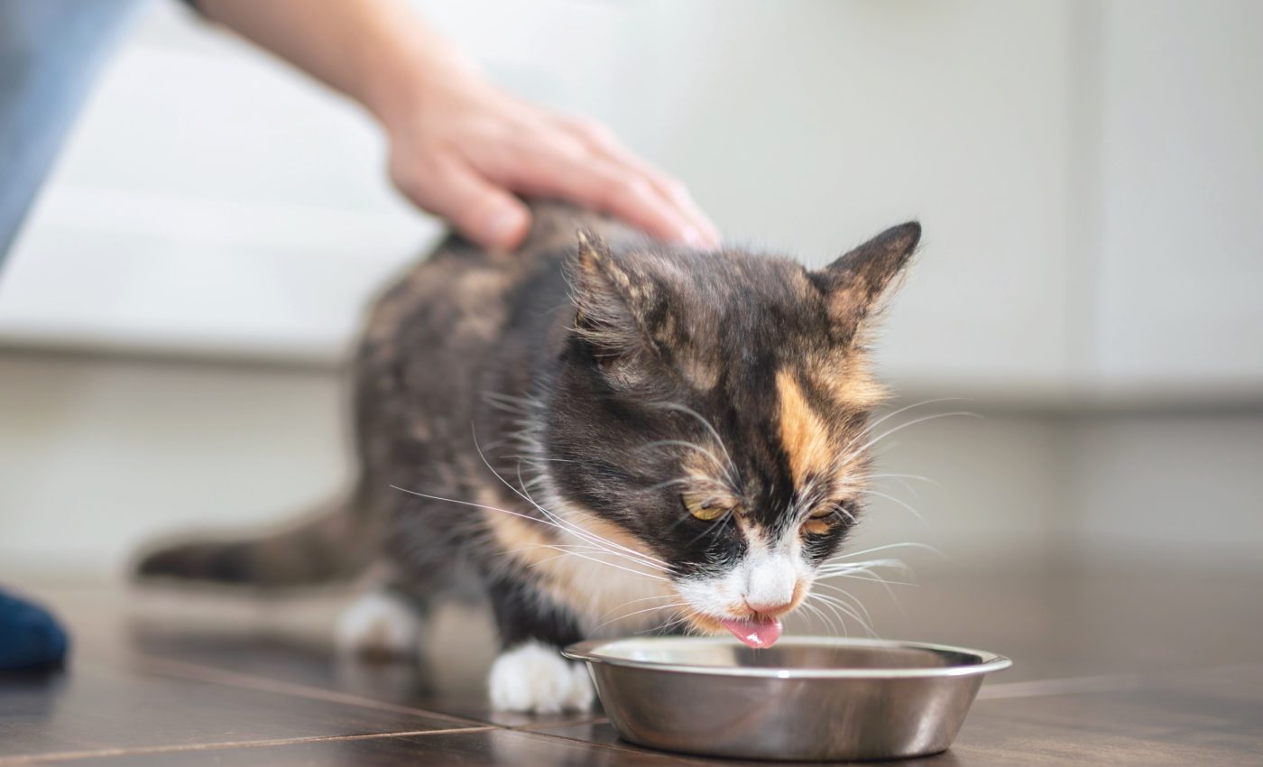Raw cat food contains toxic bacteria that can make humans sick