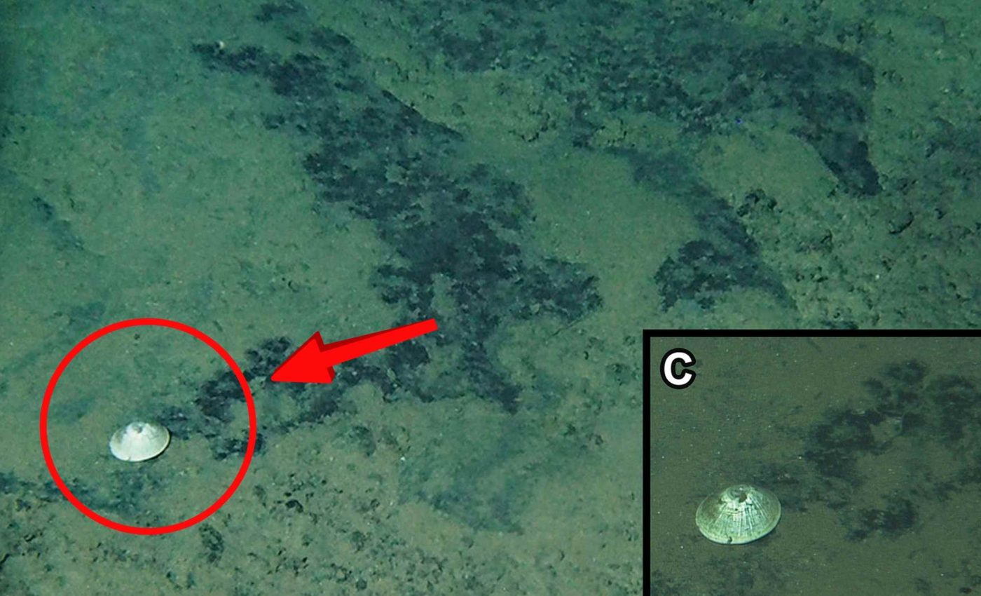 New species of mollusk discovered at the bottom of the ocean