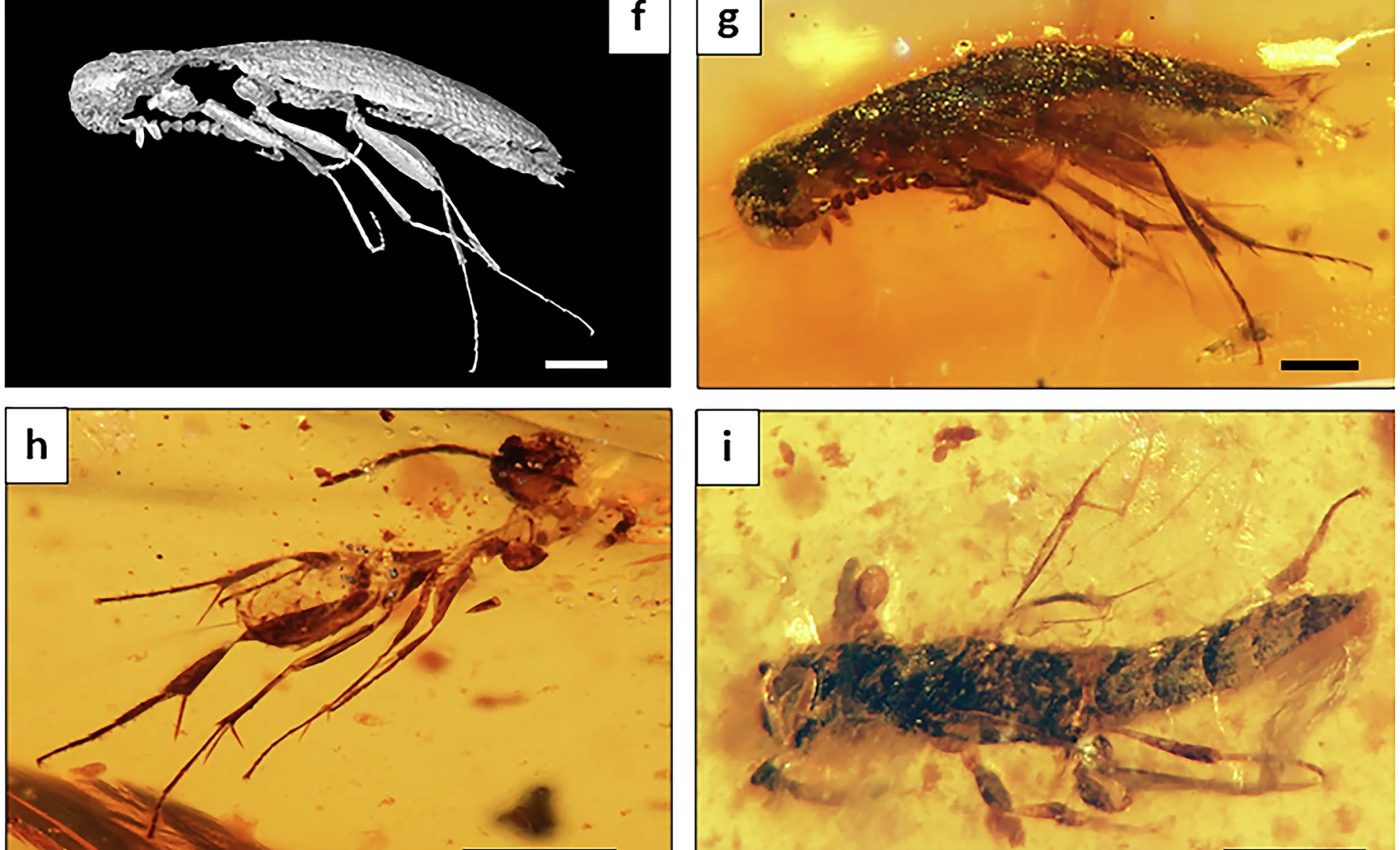 Insects and spider webs, found locked in amber for 112 million years, have stories to tell