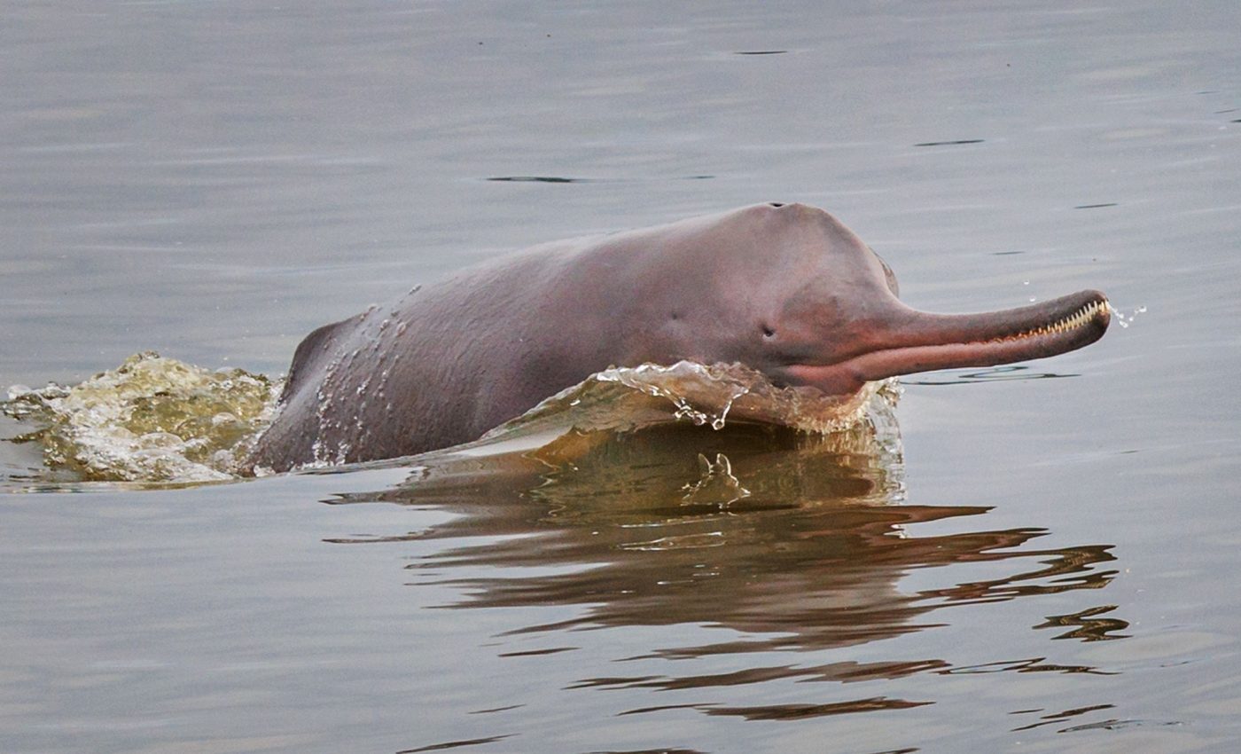 Microplastics found in guts of rare Indus River dolphins