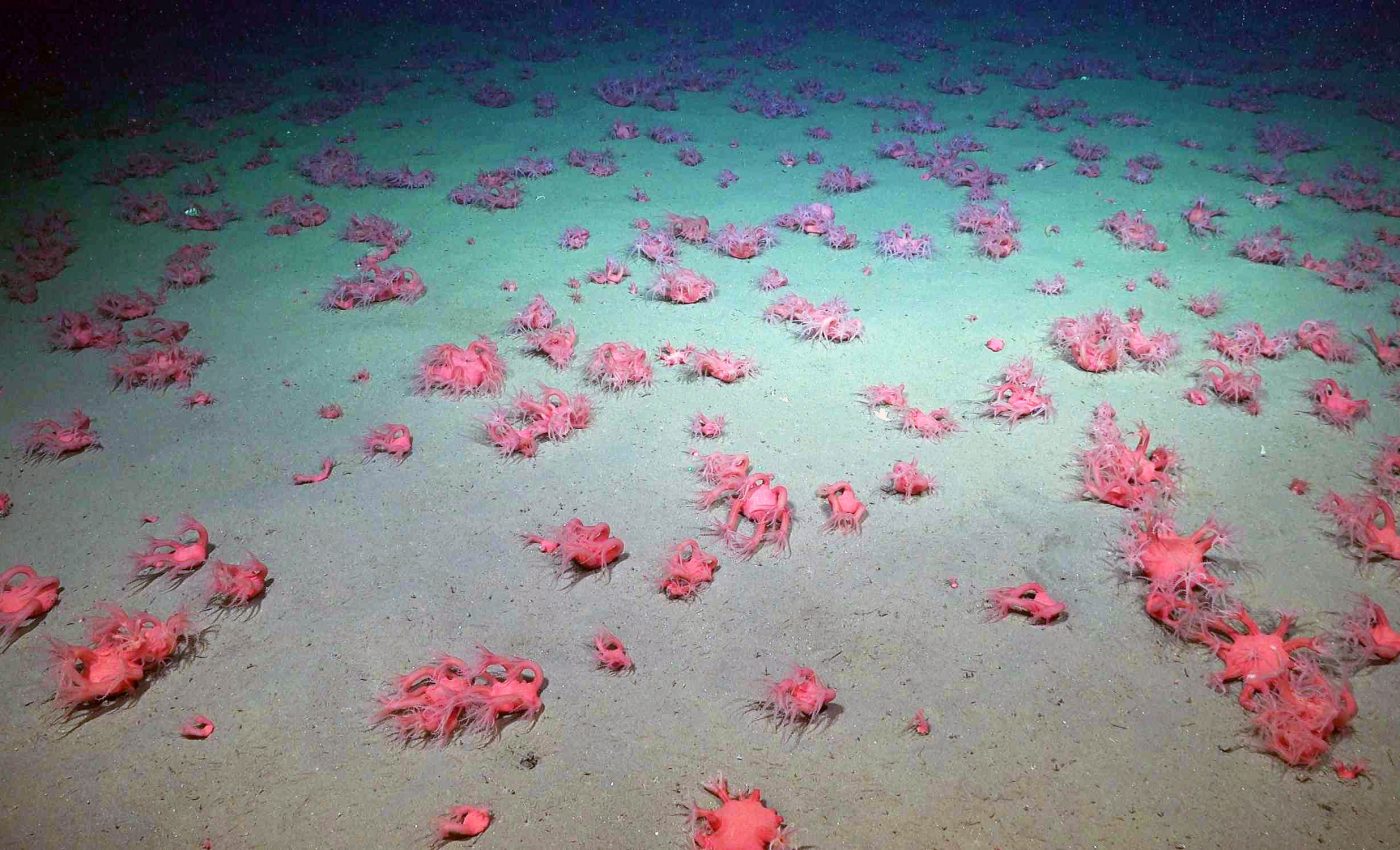 Barbie crabs, sea pigs, and 40 new species discovered in a giant underwater canyon