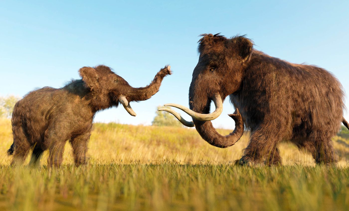 Fossils show different species of woolly mammoths were interbreeding, creating hybrids