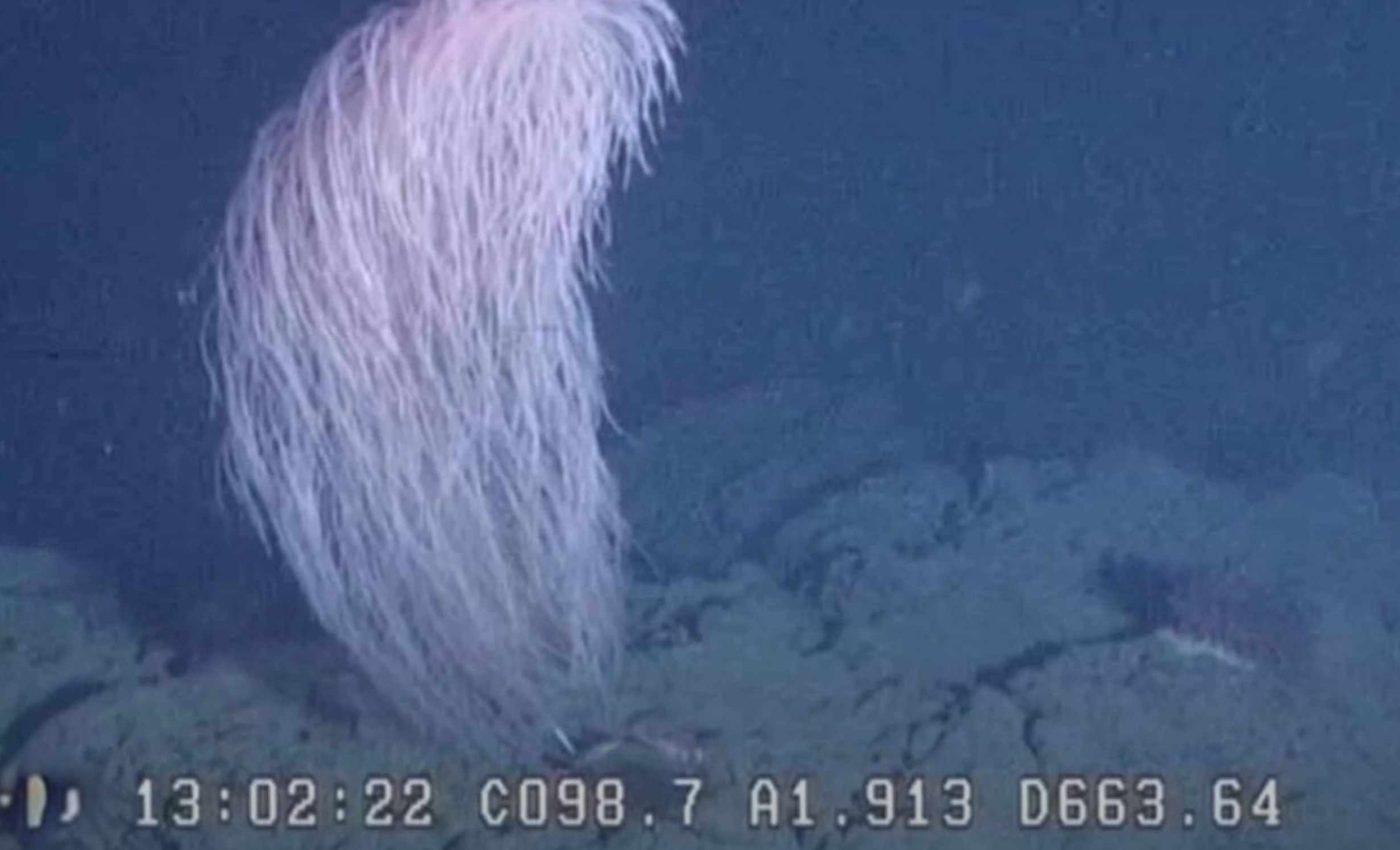 Scientists discover an amazing new creature at the bottom of the ocean