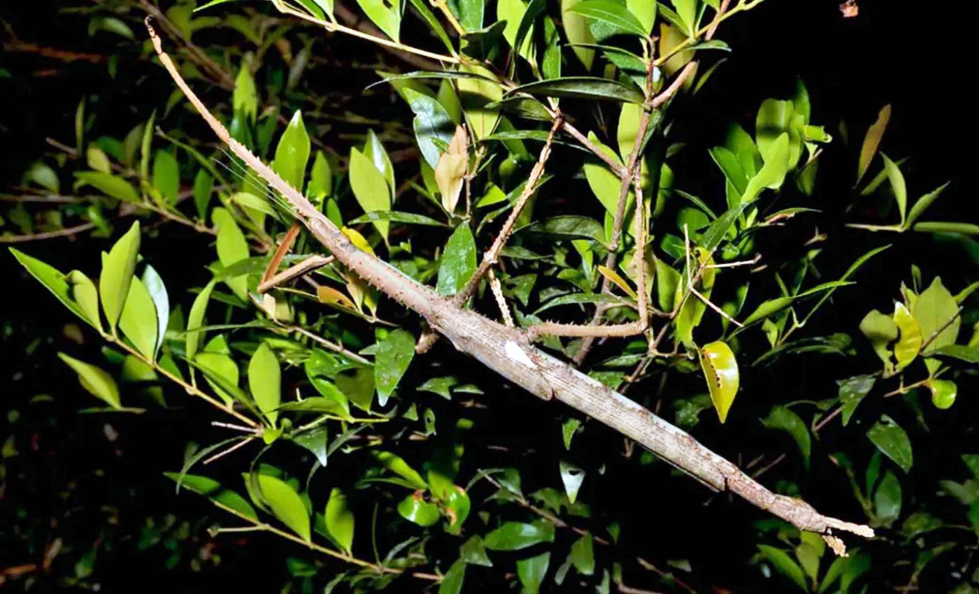Stick insect as large as a branch and as heavy as a golf ball has been discovered in Australia