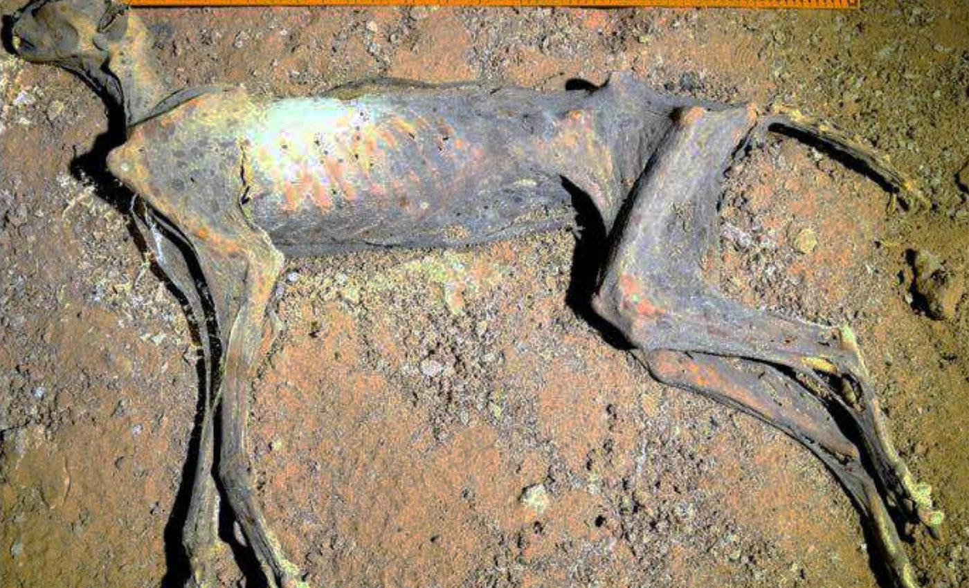 Mummified cheetahs that lived 4,000 years ago found perfectly preserved in desert caves