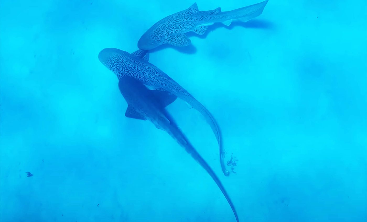 Leopard sharks engaging in a 'threesome' mating ritual captured on video in a scientific first