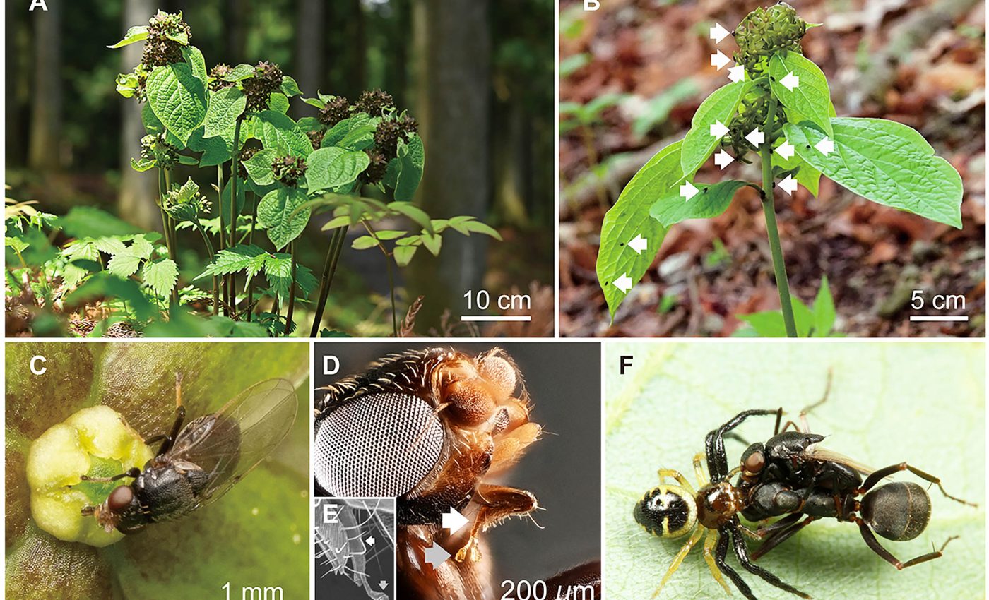 This amazing plant mimics the smell of wounded ants to attract pollinators